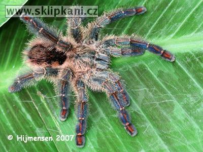 Avicularia-fasciculata